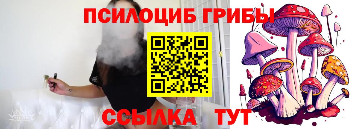 Псилоцибиновые грибы Psilocybe Камышин